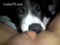Dog engulfing love tunnel in non-professional homemade video scene